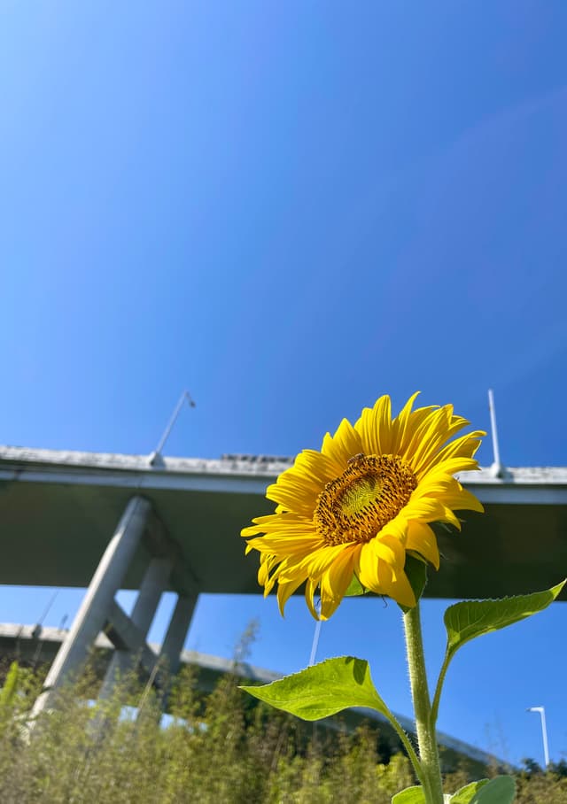向日葵🌻