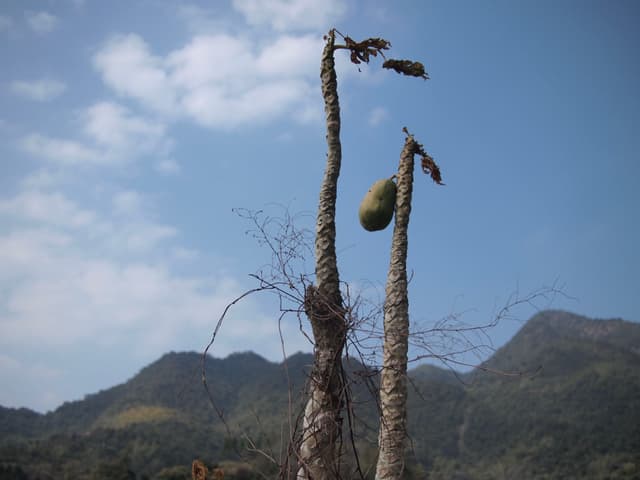 木瓜树