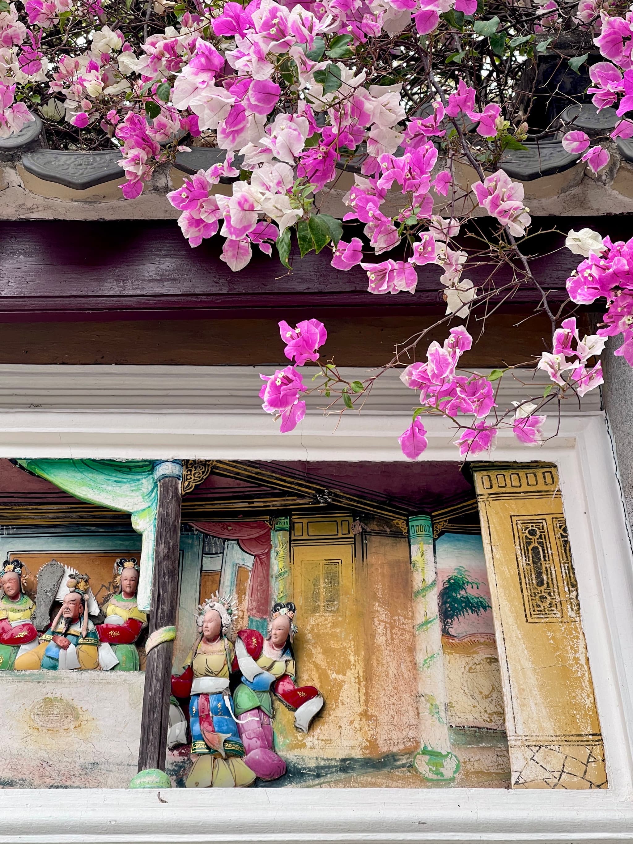 园博园的三角梅