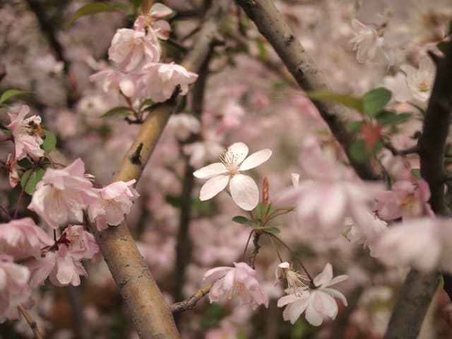 梨花